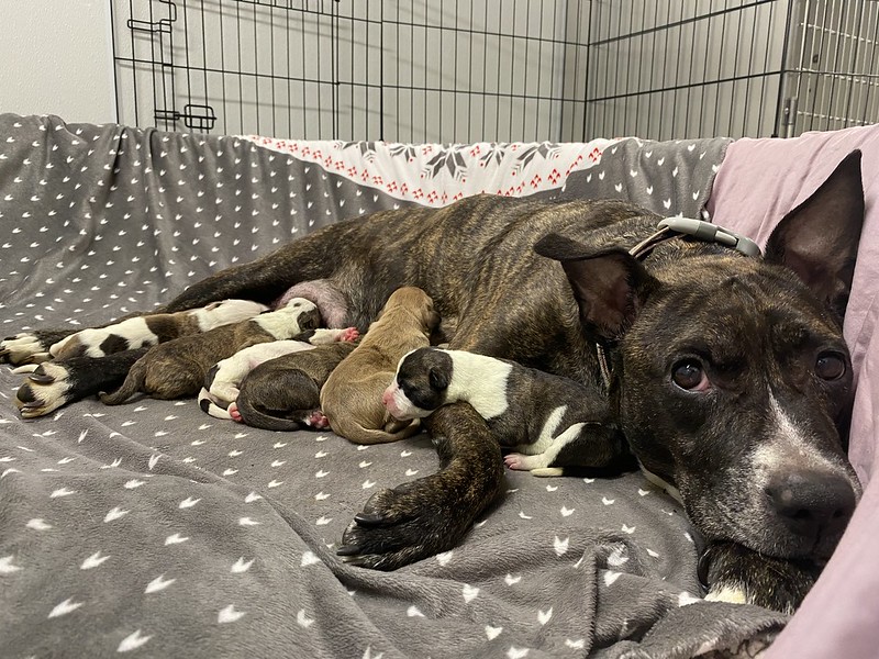 A mother dog nursing her puppies in a crate.