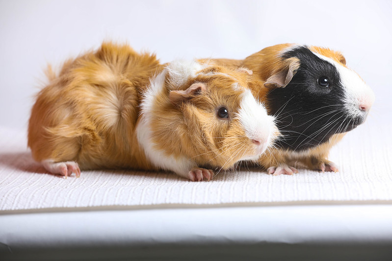 Two Guinea pigs.