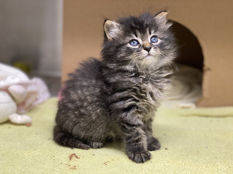 Cute blue-eyed kitten sitting on a yellow blanket.