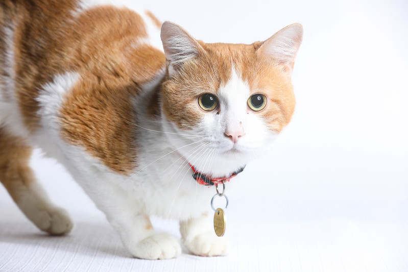Orange and white cat looking towards the camera.