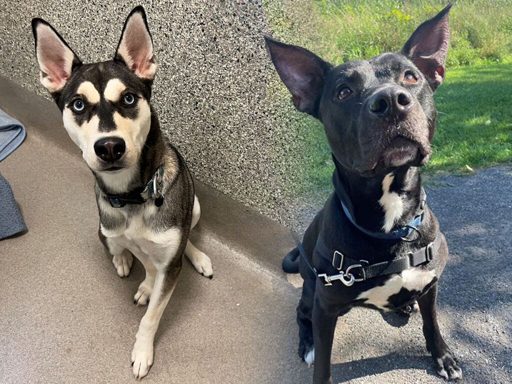 Two dogs, a husky and a boxer