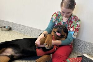 Veterinarian cuddling with a big dog on the floor.