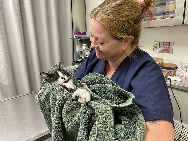 Veterinary technician cradling sleeping cat in a blanket.