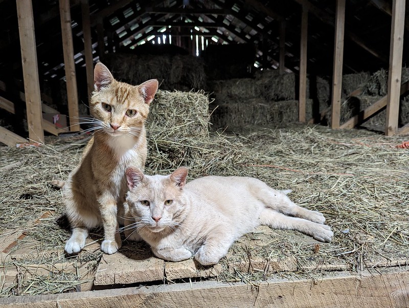 Two cats in the loft of a barn.