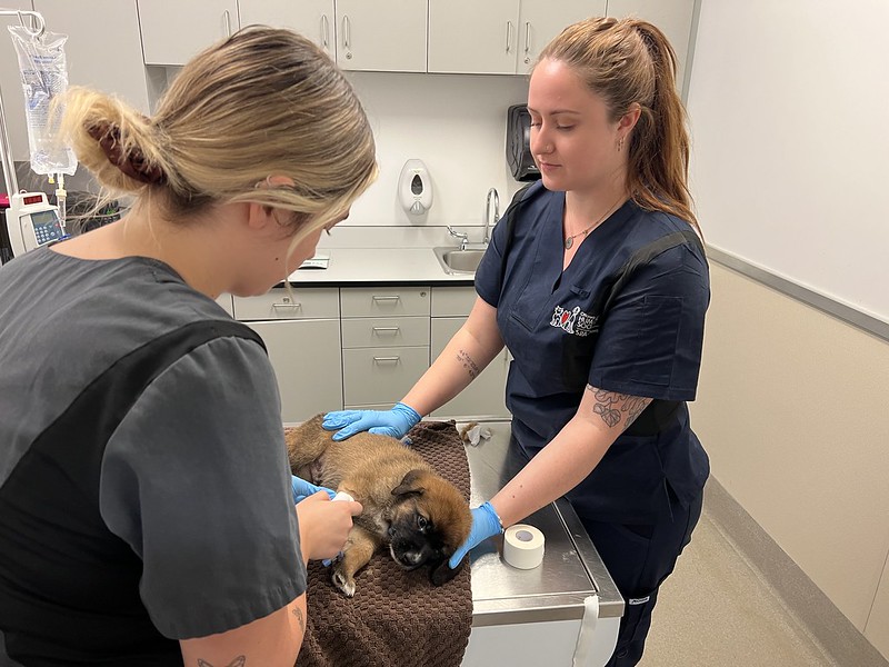 Two veterinary technicians helping a puppy on an examination table.