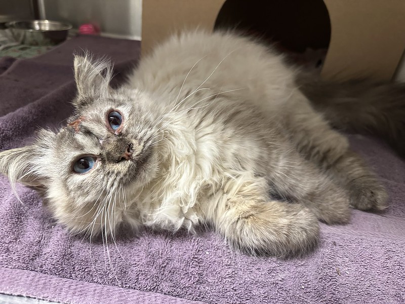 Small grey kitten lying on a blanket.