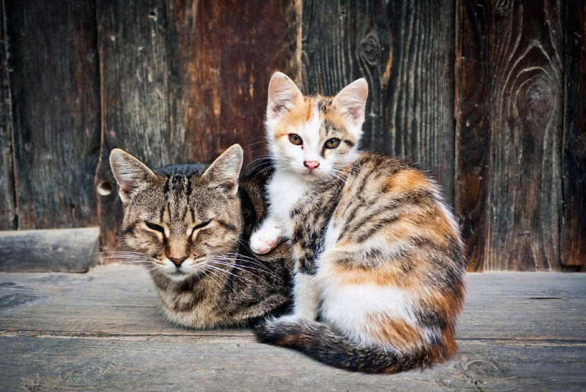 A feral mother cat and her kitten.
